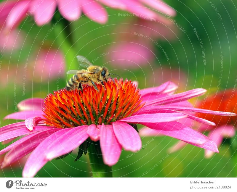 roter Sonnenhut Blüte - ein lizenzfreies Stock Foto von ...