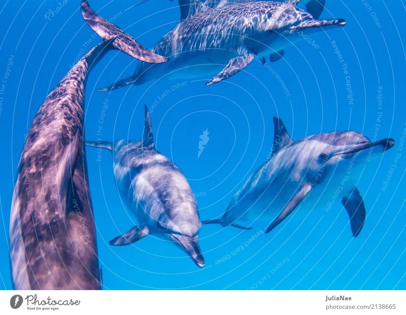 Spinnerdelfine schwimmen auf mich zu Meer tauchen Tier Wasser Riff Korallenriff Tiergruppe Schwimmen & Baden Delphine ostpazifischer delfin Rotes Meer Ägypten