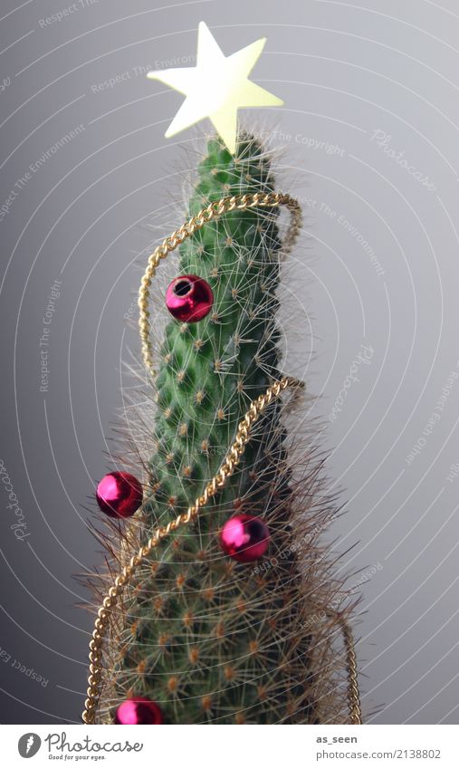 Weihnachten mal anders Lifestyle Design exotisch Dekoration & Verzierung Feste & Feiern Weihnachten & Advent Subkultur Winter Pflanze Kaktus Kitsch Krimskrams