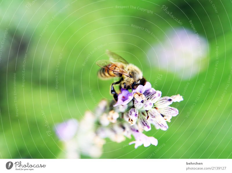 bald KAPUTT | wenn wir nicht aufpassen Natur Pflanze Tier Sommer Blume Blüte Lavendel Garten Park Wiese Wildtier Biene Flügel 1 Blühend Duft fliegen Fressen