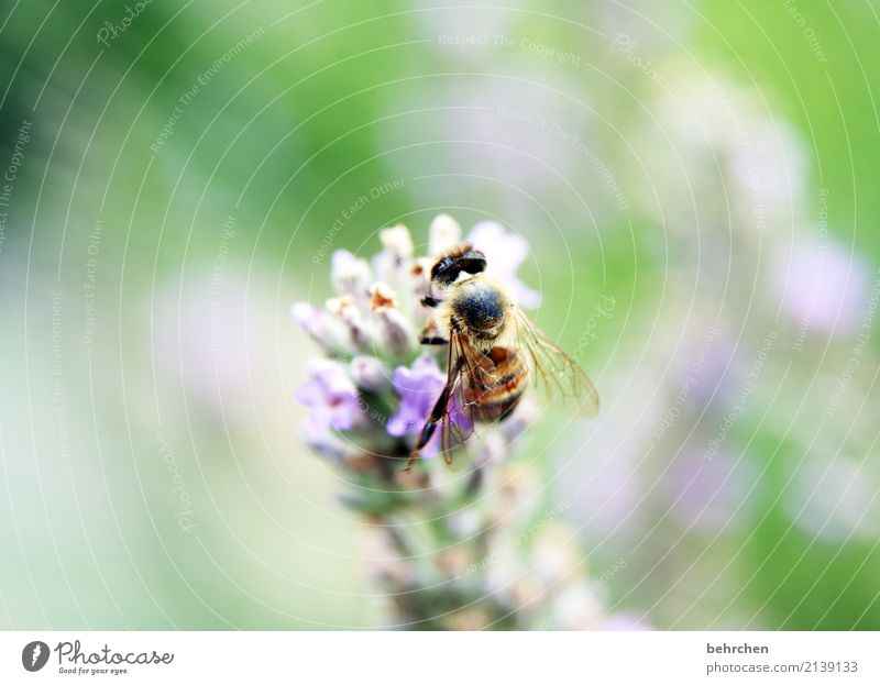 den sommer festhalten Natur Pflanze Tier Sommer Schönes Wetter Blume Blatt Blüte Lavendel Garten Park Wiese Wildtier Biene Tiergesicht Flügel 1 Blühend Duft