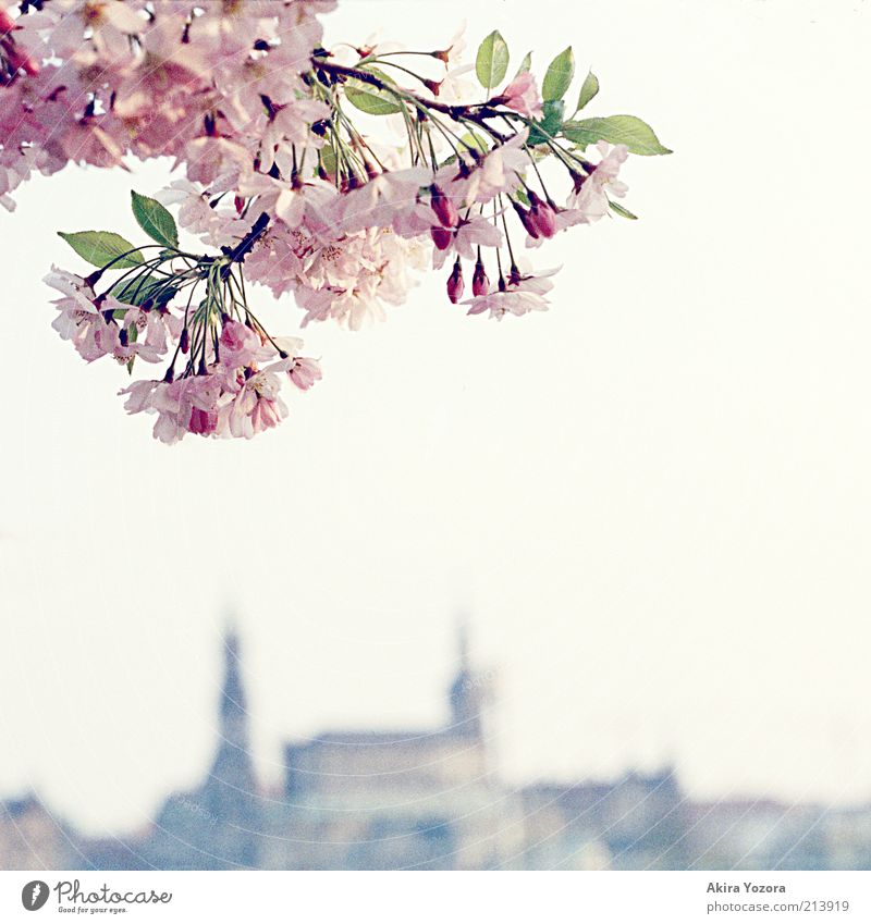 Der letzte Gruß Natur Pflanze Himmel Wolkenloser Himmel Frühling Schönes Wetter Baum Blatt Blüte Kirschbaum Kirschblüten Dresden Stadt Hauptstadt Altstadt