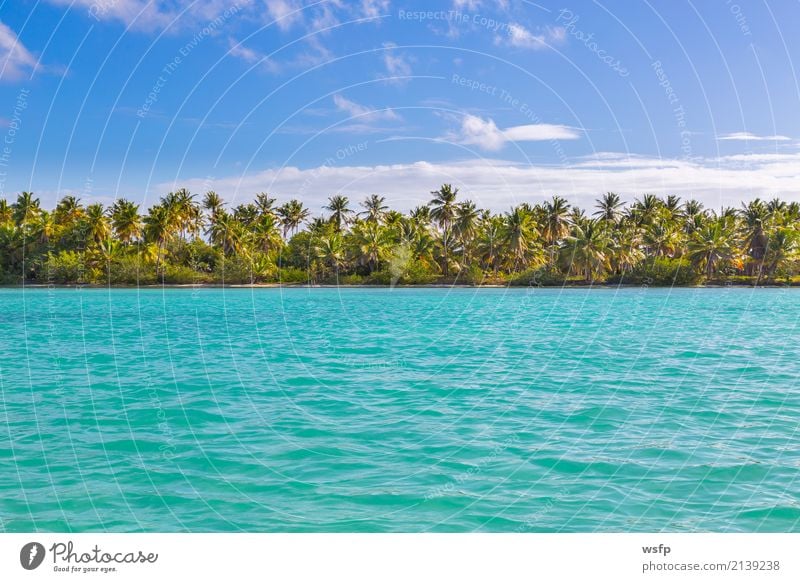 Palmen am Strand von Isla Saona exotisch Erholung Ferien & Urlaub & Reisen Tourismus Sommer Sonne Meer Insel Wasser blau türkis weiß Idylle Karibik