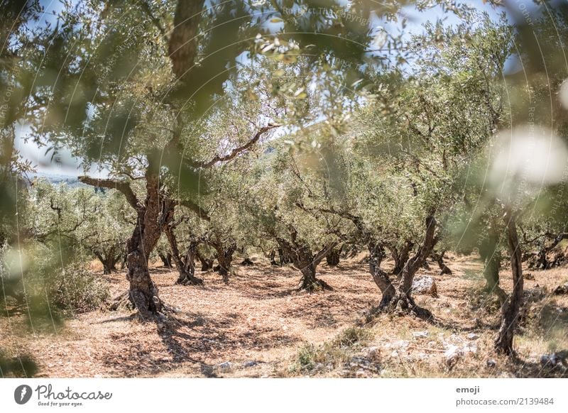 Olivenbäume Umwelt Natur Landschaft Pflanze Sommer Schönes Wetter Wärme Dürre Baum Feld natürlich trocken grün Olivenbaum Griechenland mediterran Farbfoto