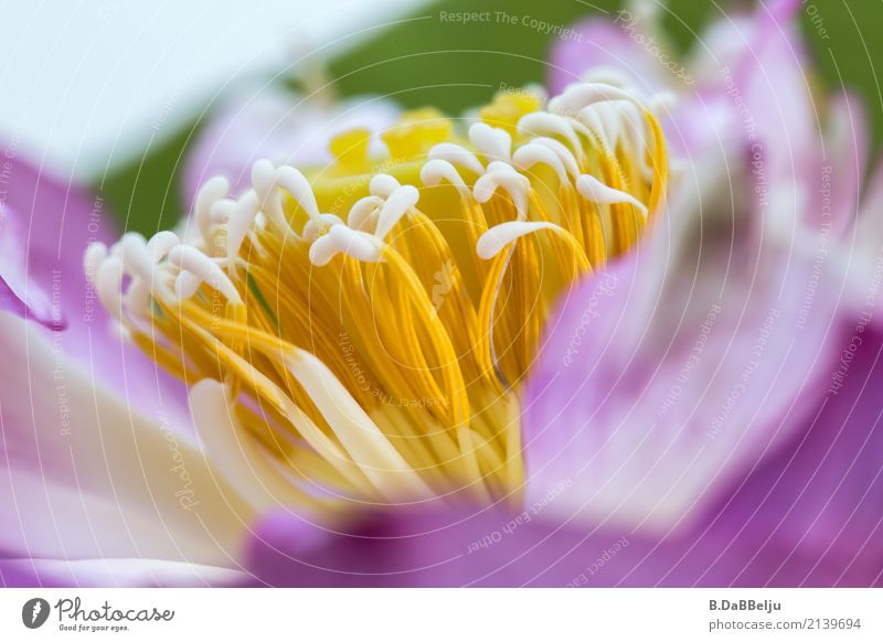 Lotus Wellness harmonisch Spa Garten Natur Pflanze Sommer Blume Blüte exotisch ästhetisch außergewöhnlich gelb violett rosa Erholung Asien Farbfoto