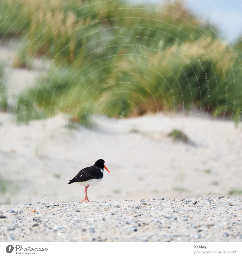 Allein am Strand Sommer Landschaft Tier Sand Insel Helgoland Düne Wildtier Vogel Austernfischer Watvögel Alken rennen Bewegung gehen laufen grün rot schwarz