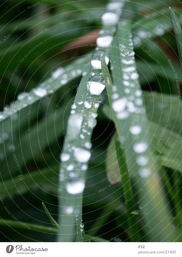 Wiese nach dem Regen Gras grün Licht feucht Unschärfe Seil Wasser Wassertropfen Reflexion & Spiegelung