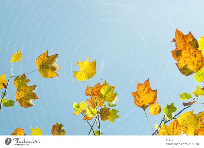 Frisch in den Herbst...(II) harmonisch ruhig Natur Pflanze Urelemente Luft Himmel Wolkenloser Himmel Schönes Wetter Baum Blatt leuchten blau gelb