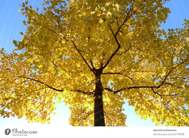 eben Herbst Umwelt Natur Wolkenloser Himmel Klima Schönes Wetter Baum blau gelb Jahreszeiten Schatten Sonnenlicht Froschperspektive herbstlich Herbstlaub