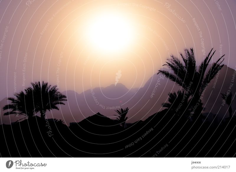 Tausendundeine Nacht Natur Landschaft Himmel Sonne Sonnenlicht Schönes Wetter Wärme Baum Berge u. Gebirge Dach heiß braun Palme Ägypten Farbfoto Gedeckte Farben
