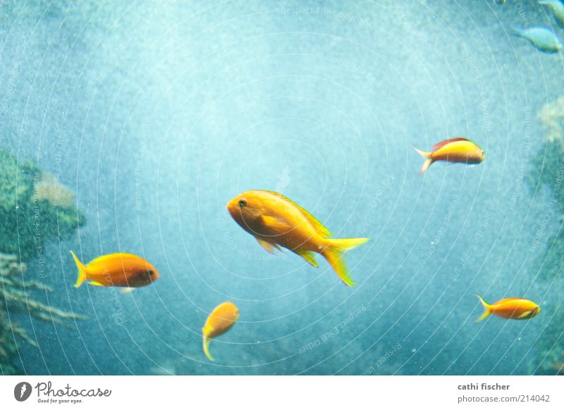 komplementärfarben Wasser Tier Fisch Zoo Aquarium Tiergruppe Tierfamilie blau gelb grün Luftblase Flosse Auge Bewegungsunschärfe Komplementärfarbe Meer