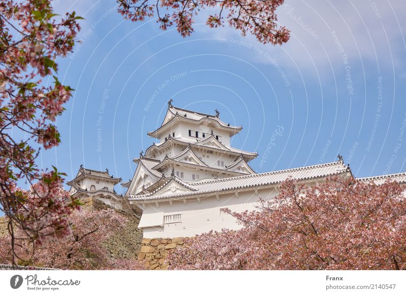 Burg Himeji - Japan Palast Burg oder Schloss Bauwerk Gebäude Architektur Garten Sehenswürdigkeit Wahrzeichen elegant Kirschblüten Castle Fühling
