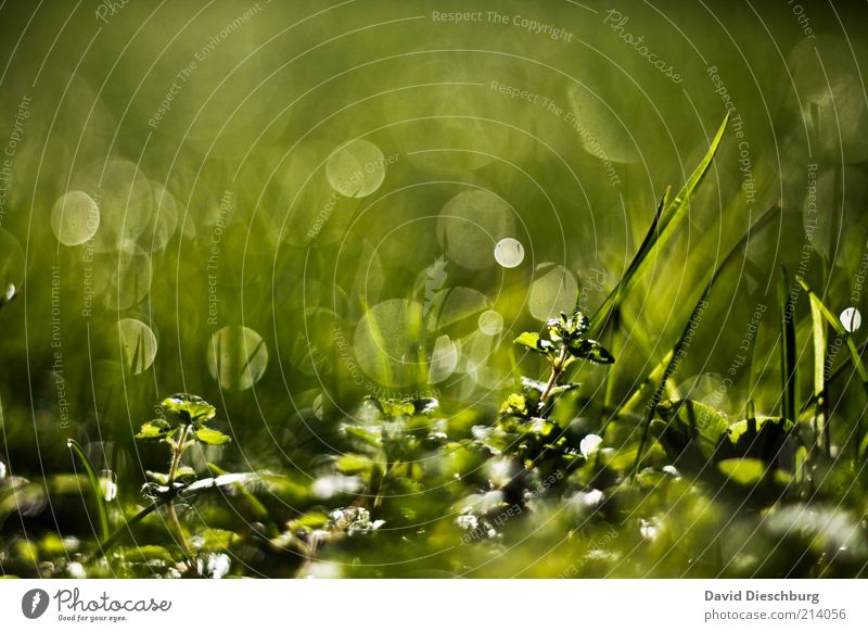 Tau-o'clock Natur Pflanze Wasser Wassertropfen Frühling Sommer Gras Grünpflanze grün glänzend Strukturen & Formen Grasspitze nass feucht Farbfoto Außenaufnahme