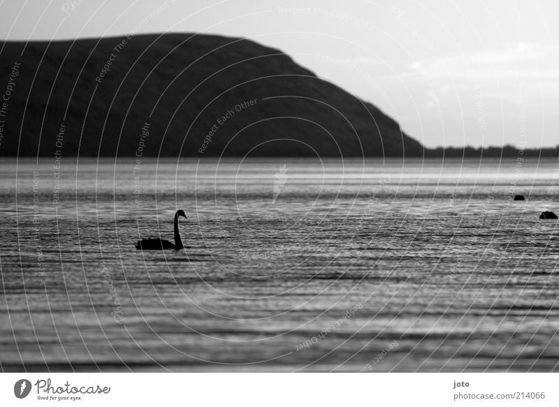 auf der Suche Natur Landschaft Tier Wasser Berge u. Gebirge See Schwan ästhetisch elegant schön ruhig Einsamkeit Freiheit Leben Frieden Vogel dunkel