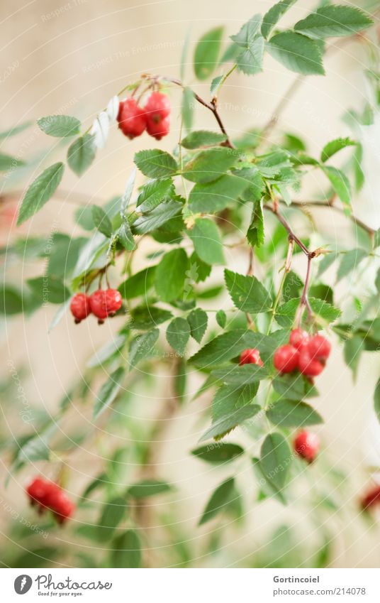 Rosa canina Umwelt Natur Herbst Pflanze Sträucher Blatt grün rot Hagebutten herbstlich Hundsrose Frucht Beerensträucher Farbfoto Außenaufnahme