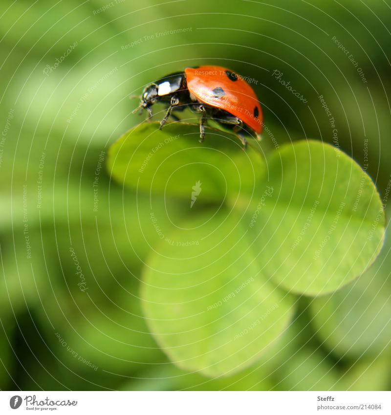 Glucksbringer Bingt Gluck Ein Wunsch Frei Ein Lizenzfreies Stock Foto Von Photocase