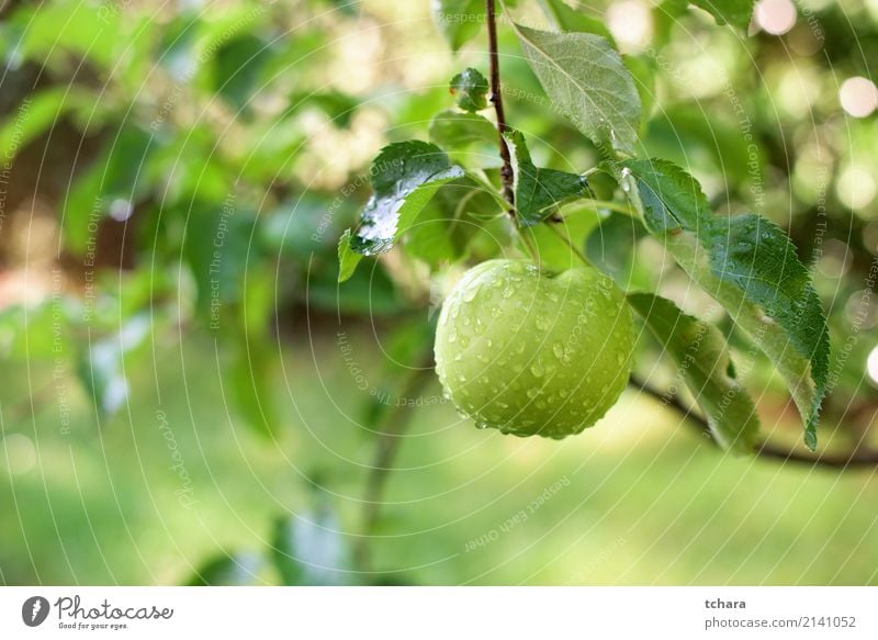 Ein grüner Apfel Frucht Essen Sommer Garten Natur Pflanze Herbst Tropfen Wachstum frisch lecker natürlich saftig rot Farbe Obstgarten Ast Ernte reif Gesundheit