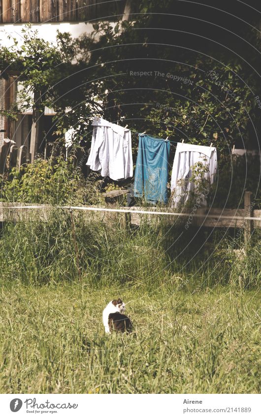 Katzenwäsche Häusliches Leben Garten Haushalt Wäscheleine Wiese Menschenleer Einfamilienhaus Fassade Zaun 1 Tier Waschtag warten Zufriedenheit Idylle bewachen