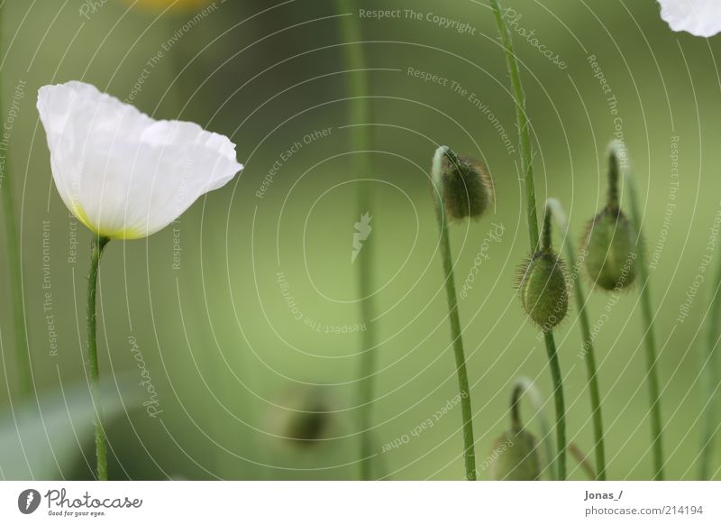 Weißer Mohn Sommer Umwelt Natur Pflanze Blume Blatt Blüte Grünpflanze Wildpflanze Mohnblüte Wiese elegant Freizeit & Hobby Freude Kreativität Farbfoto