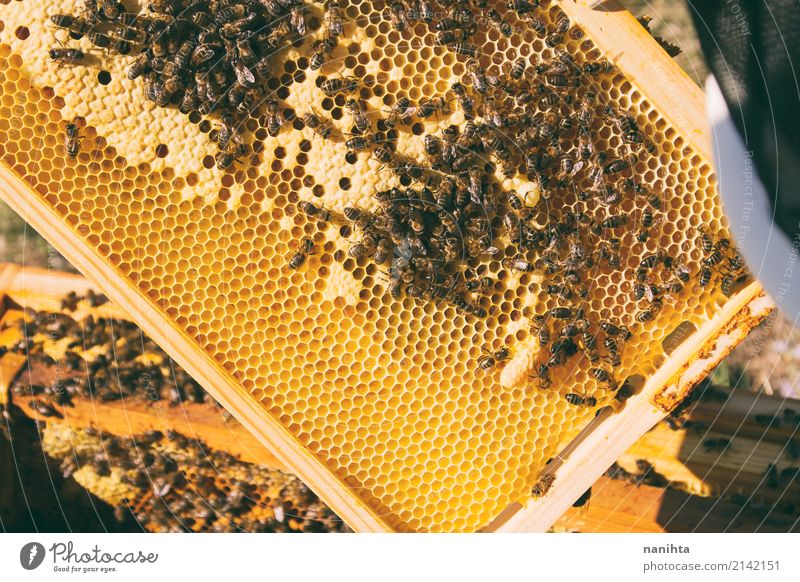 Hive mit Bienen. Bienenzucht. Lebensmittel Honig Ernährung Bioprodukte Arbeit & Erwerbstätigkeit Beruf Landwirtschaft Forstwirtschaft Tier Insekt Imker