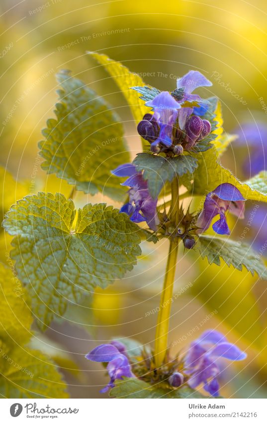 Blaue Blüten der Taubnesseln (Lamium) Gesundheit Alternativmedizin Wellness Leben harmonisch Wohlgefühl Zufriedenheit Sinnesorgane Erholung ruhig Meditation