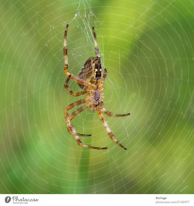 Im Netz Tier Wildtier Spinne Tiergesicht 1 hängen Kreuzspinne Spinnennetz Spinnenbeine Farbfoto mehrfarbig Außenaufnahme Nahaufnahme Detailaufnahme Menschenleer