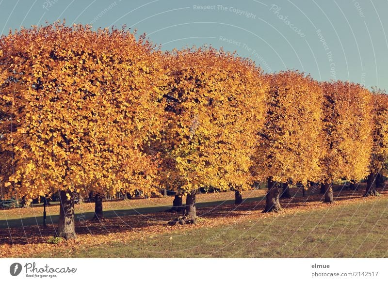 Linden kompakt Herbst Schönes Wetter Baum Lindenlaub Herbstlaub Laubbaum Park blond hell gelb gold Akzeptanz Schutz Romantik ruhig Sehnsucht Einsamkeit