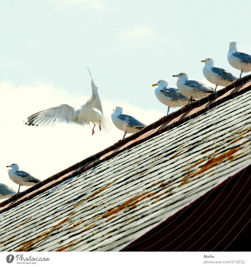 Landeplatz Dach Dachfirst Tier Vogel Möwe Tiergruppe fliegen hocken sitzen Zusammensein lustig Bewegung Freundschaft gleich Leben Reihe Linie diagonal