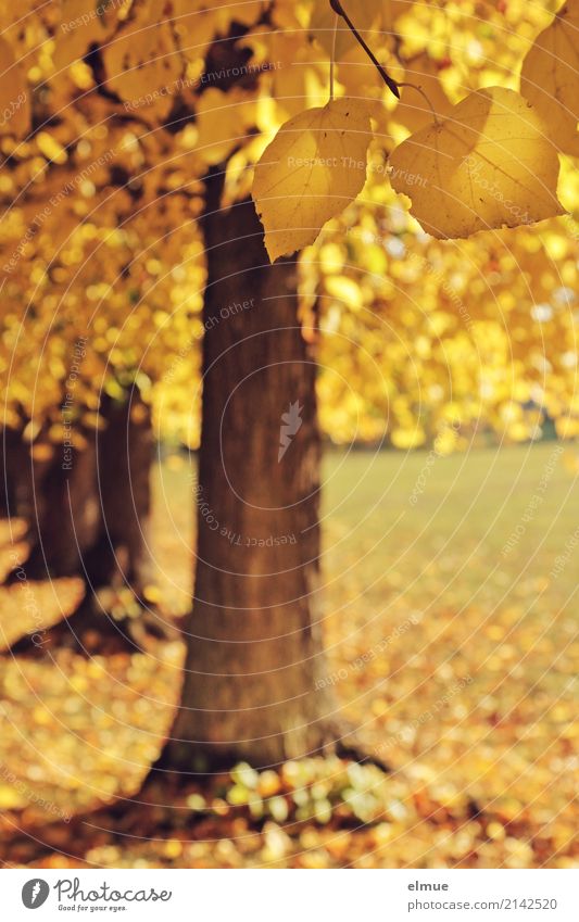 Goldener Herbst Natur Schönes Wetter Baum Linde Lindenblatt Park Vergänglichkeit Herz-/Kreislauf-System Herbstspaziergang hängen leuchten ästhetisch blond gelb