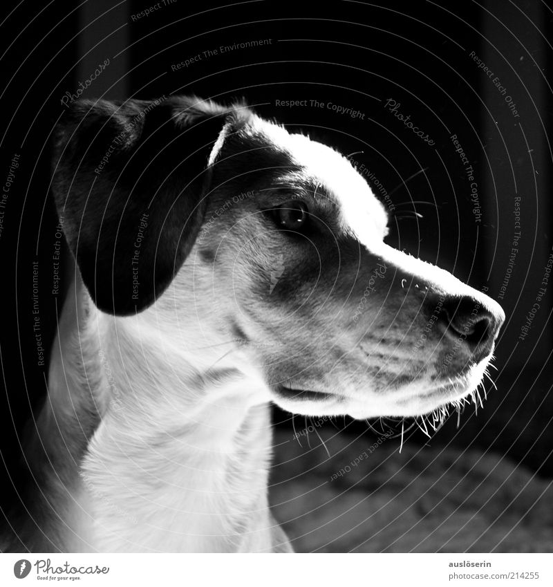 Lightning Dog Tier Haustier Hund 1 beobachten Blick ästhetisch Freundlichkeit Fröhlichkeit schön natürlich grau schwarz weiß Stimmung Freude Begeisterung