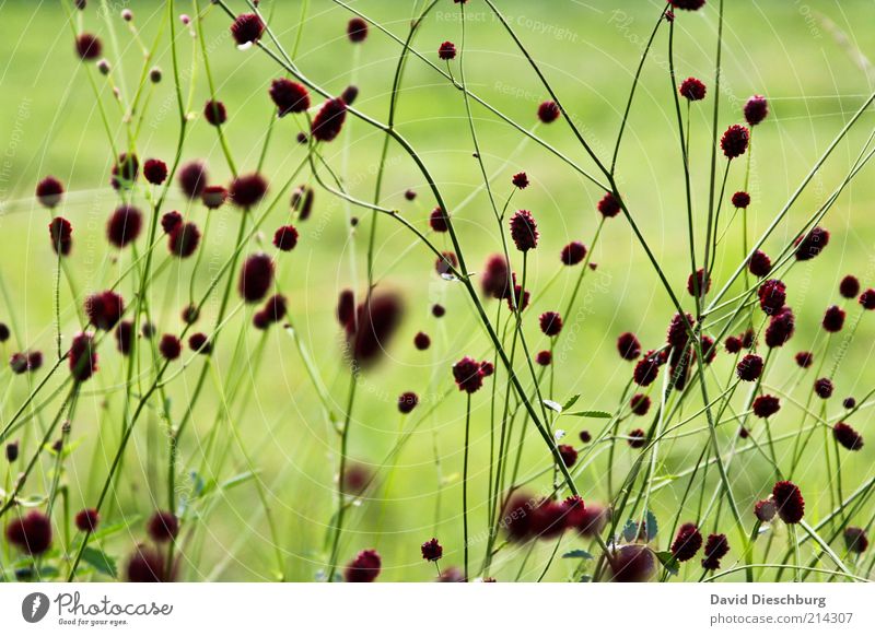 pflanzliches Netzwerk Umwelt Natur Pflanze Frühling Sommer Gras Blüte Wiese grün Stengel Halm Blühend schön Farbfoto Außenaufnahme Detailaufnahme