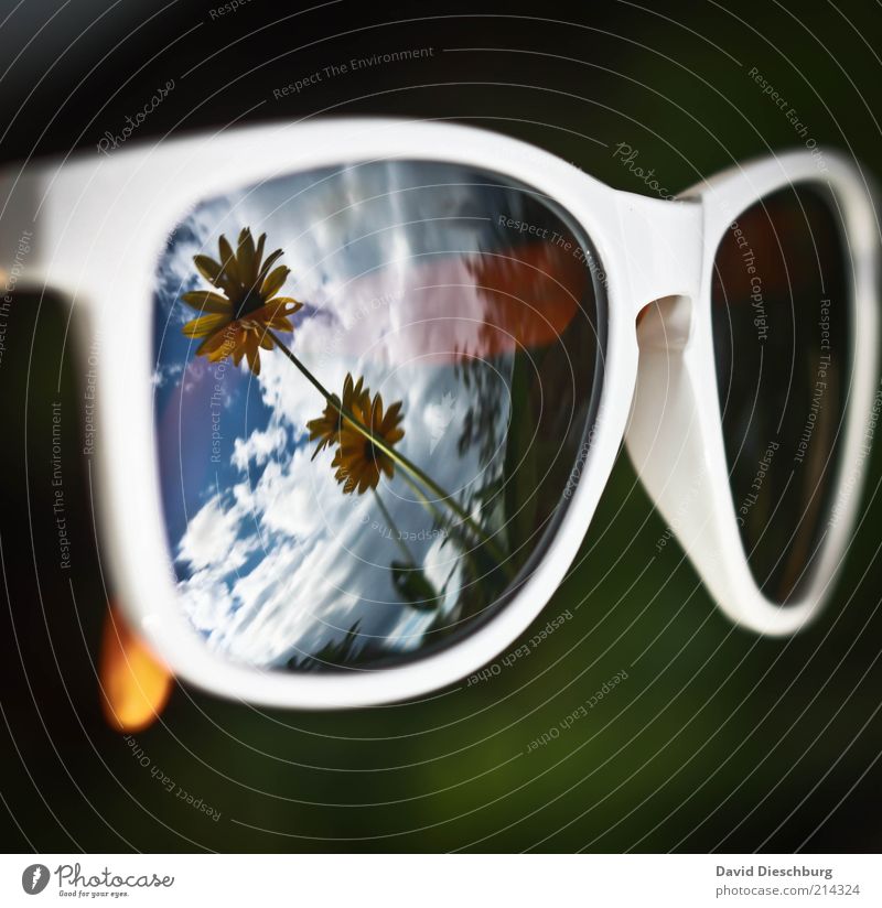 Der Sommer kommt und geht... Natur Pflanze Wolken Frühling Blume Accessoire Brille Sonnenbrille blau gelb grün schwarz weiß Reflexion & Spiegelung Spiegelbild