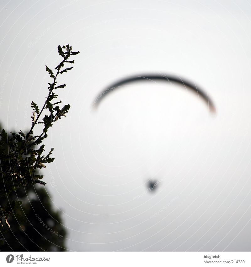 Flying away Gleitschirmfliegen 1 Mensch Himmel Sträucher frei grau Sehnsucht Freiheit einzigartig Vertrauen Farbfoto Gedeckte Farben Außenaufnahme Abend Gras