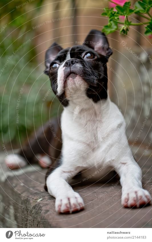 Boston Terrier Sommer Wärme Pflanze Garten Treppe Tier Haustier Hund französische Bulldogge 1 beobachten Kommunizieren Blick elegant Neugier niedlich schön