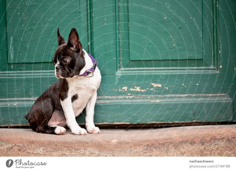 Boston Terrier Sommer Wärme Haus Tür Tier Haustier Hund Tiergesicht boston terrier französische Bulldogge Welpe 1 Stein Holz beobachten entdecken Blick sitzen
