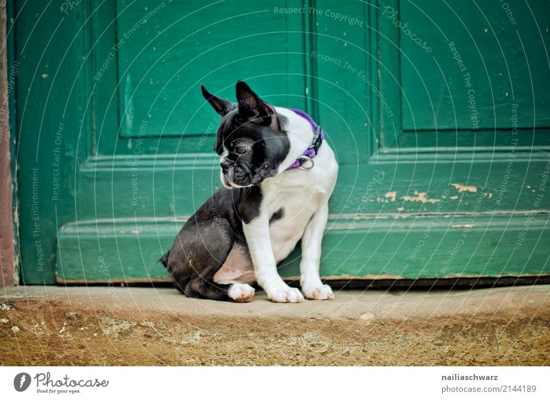 Boston Terrier Portrait Sommer Wärme Haus Treppe Tür Tier Haustier Hund französische Bulldogge Welpe 1 Tierjunges beobachten Erholung Blick Spielen frech