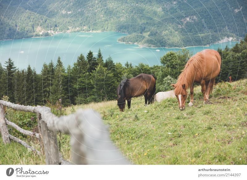 Pferde grasen am Berg Freizeit & Hobby Reiten Ferien & Urlaub & Reisen Tourismus Ausflug Sommer Sommerurlaub Berge u. Gebirge wandern Klettern Bergsteigen Natur