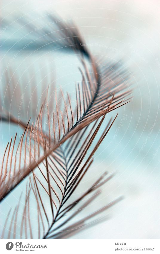Nandu(u)-Feder Tier weich filigran zart Vogel Hintergrundbild Flaum Daunen Farbfoto Nahaufnahme abstrakt Muster Strukturen & Formen Menschenleer