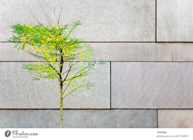 Reversal elegant Stil ruhig Herbst Baum Mauer Wand Fassade Beton Holz Zeichen leuchten verblüht ästhetisch schön Einsamkeit Natur Wandel & Veränderung