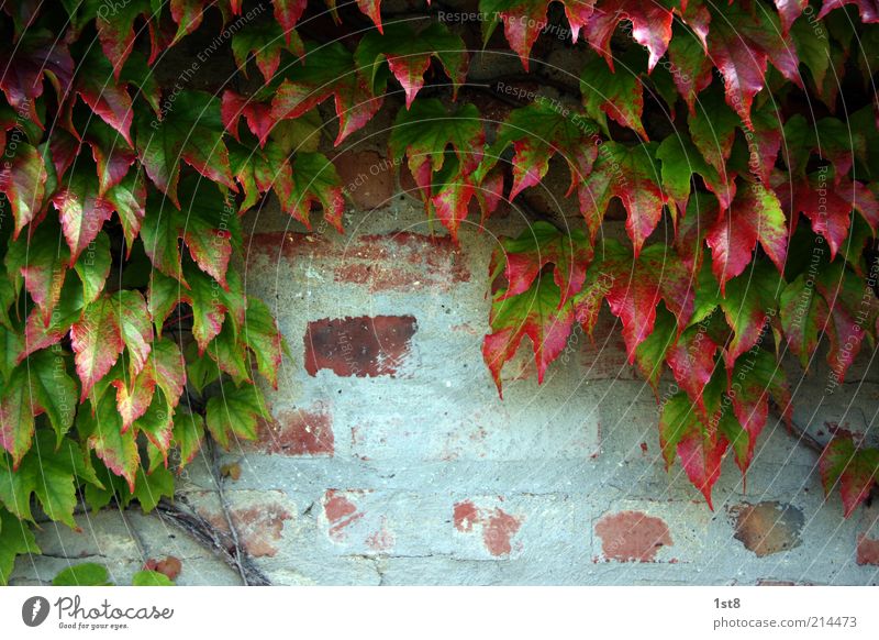 wein doch nicht Umwelt Natur Pflanze Efeu Blatt Grünpflanze Wildpflanze Mauer Wand Fassade alt Wachstum Herbstlaub rot Backstein Putz Farbfoto