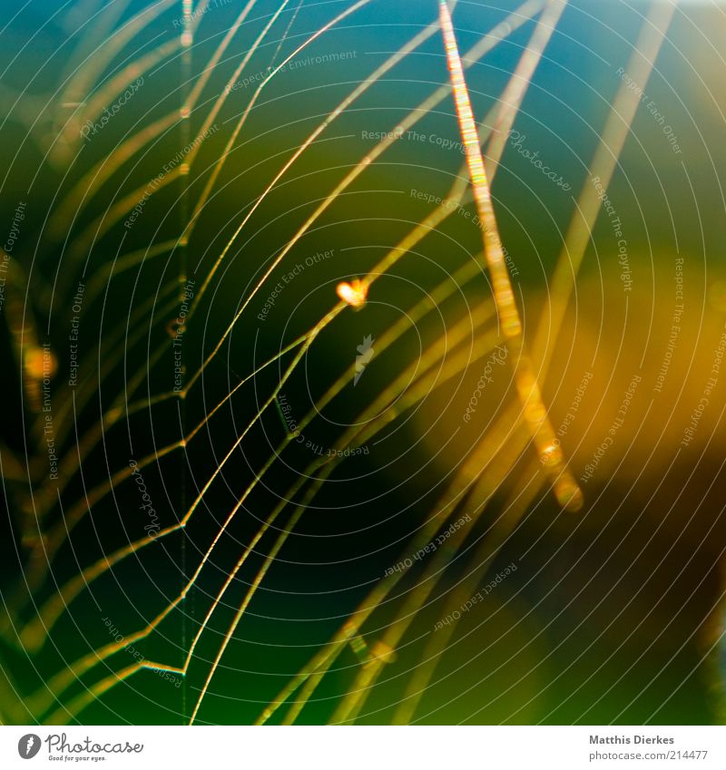 Netz Umwelt Natur ästhetisch fantastisch Spinnennetz Netzwerk fadenförmig Farbfoto Außenaufnahme Nahaufnahme Detailaufnahme Menschenleer Morgen Morgendämmerung
