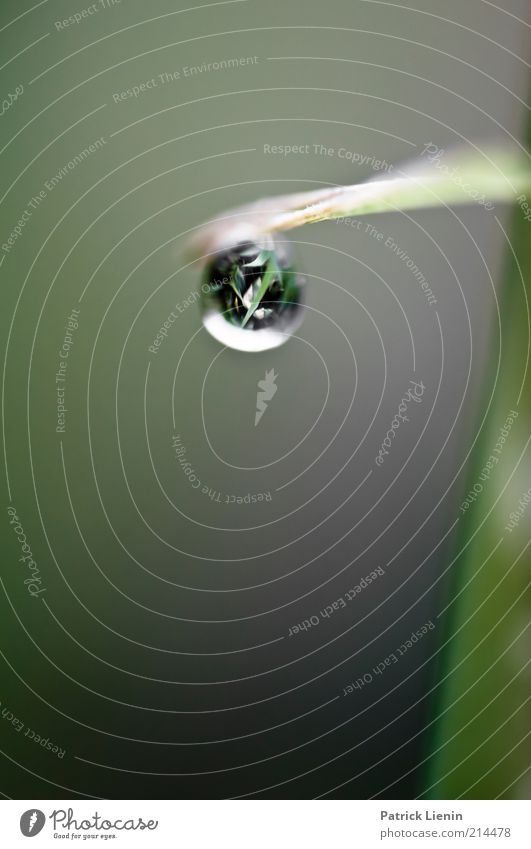 drip drop Umwelt Natur Pflanze Wetter Regen Gras Blatt Grünpflanze Wildpflanze Bewegung glänzend hängen nass Stimmung schön Tropfen ruhig Farbfoto Außenaufnahme