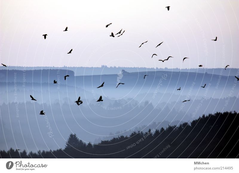 aufgeschreckt Ferien & Urlaub & Reisen Ferne Berge u. Gebirge Natur Landschaft Himmel Herbst Nebel Wald Stimmung Gelassenheit kalt Rabenvögel Vogel flattern