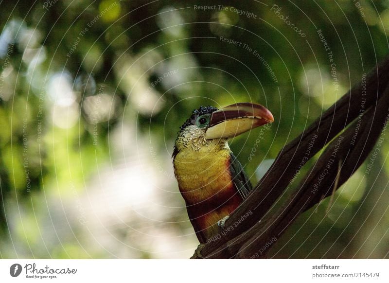 Aracari mit der Wimper, genannt Pteroglossus beauharnaeii Baum Wald Urwald Tier Wildtier Vogel Tiergesicht 1 braun mehrfarbig gelb gold grün orange rot schwarz