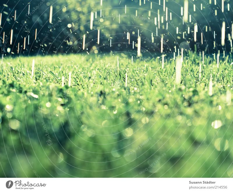 Sommerregen Erde Wasser Wassertropfen Klimawandel Schönes Wetter schlechtes Wetter Regen Gras Sträucher Garten Wiese außergewöhnlich nass natürlich Tropfen