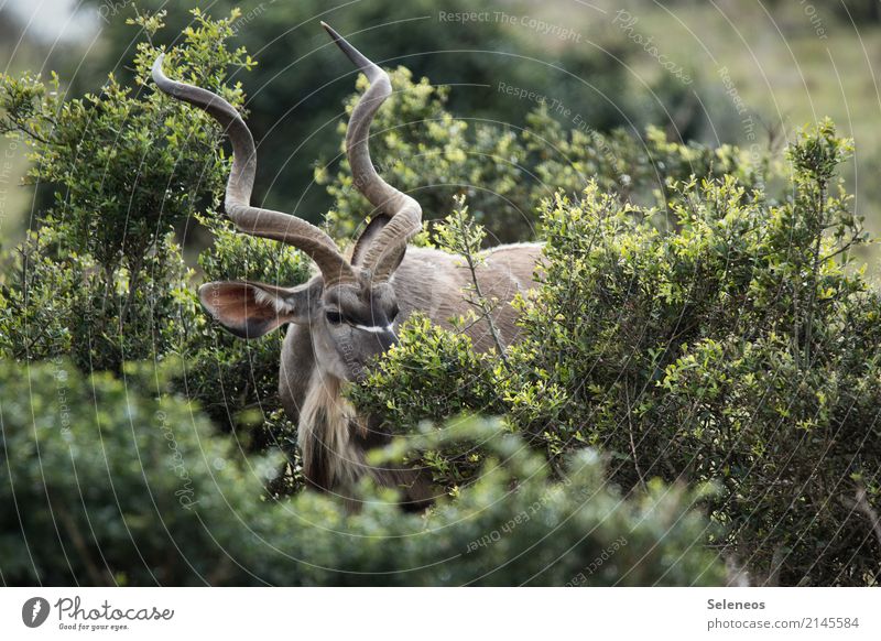 Kudu Tier Abenteuer Tierporträt Tiergesicht Wildtier Wildtierfotografie wildlife Horn Geweih Busch Safari Natur Außenaufnahme Farbfoto Ferien & Urlaub & Reisen