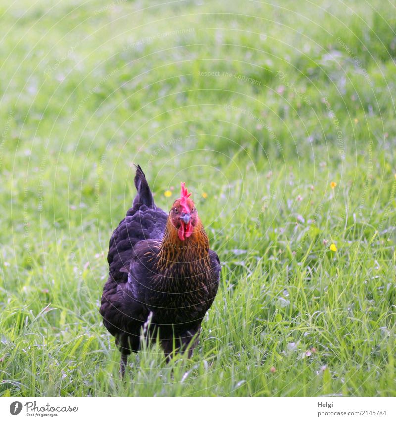 glückliches Huhn Umwelt Natur Landschaft Pflanze Tier Sommer Gras Wiese Haustier Nutztier Haushuhn 1 Blick stehen authentisch einzigartig natürlich braun rot