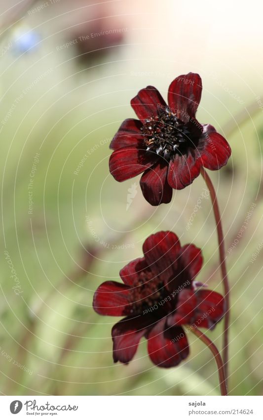 schokoladenblume - der sonne entgegen Umwelt Natur Pflanze Blume Blüte rot ästhetisch bordeaux samtig schokoladenrot schokoladenbraun Farbfoto Außenaufnahme