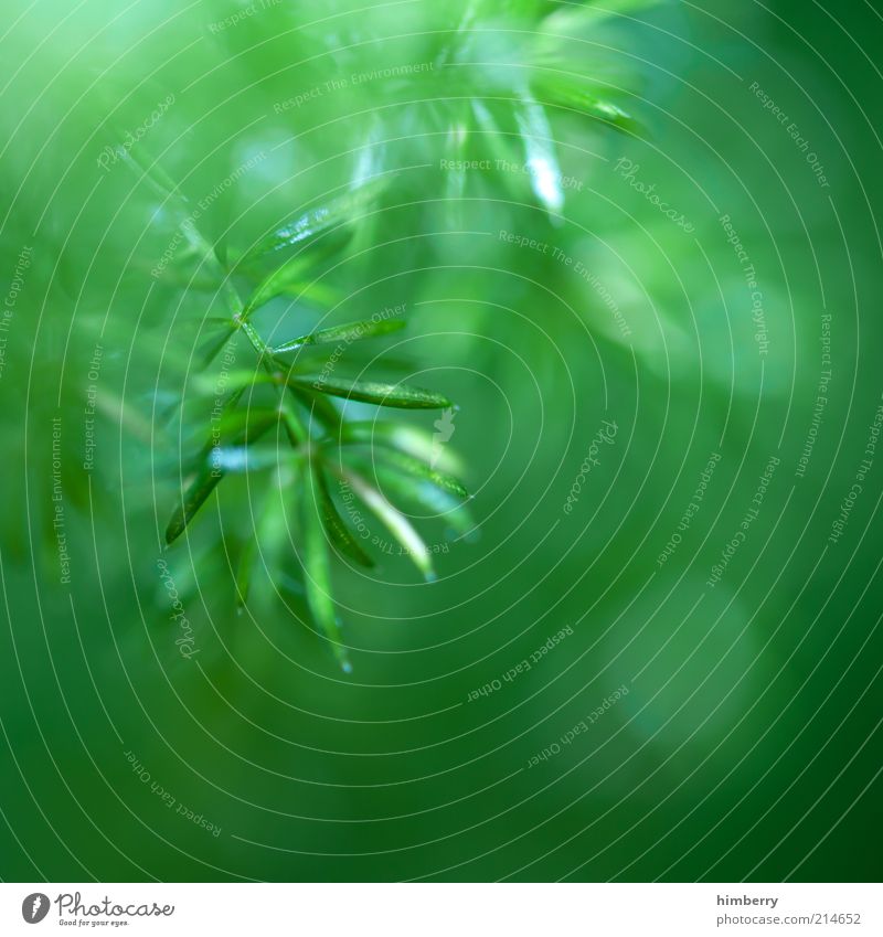 zweigstelle Umwelt Natur Pflanze Klima Baum Grünpflanze Wildpflanze Urwald Leben Perspektive Tanne Tannenzweig Zweige u. Äste Farbfoto mehrfarbig Außenaufnahme