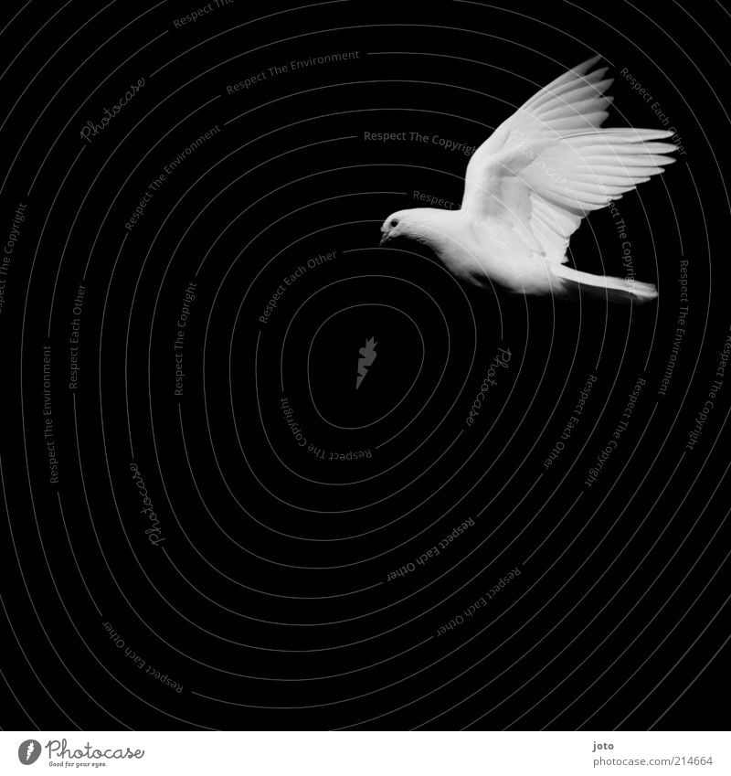 Friedenstaube Tier Vogel Taube fliegen ästhetisch elegant Unendlichkeit weiß Zufriedenheit loyal ruhig Reinheit Hoffnung Glaube Lebensfreude Leichtigkeit Stil